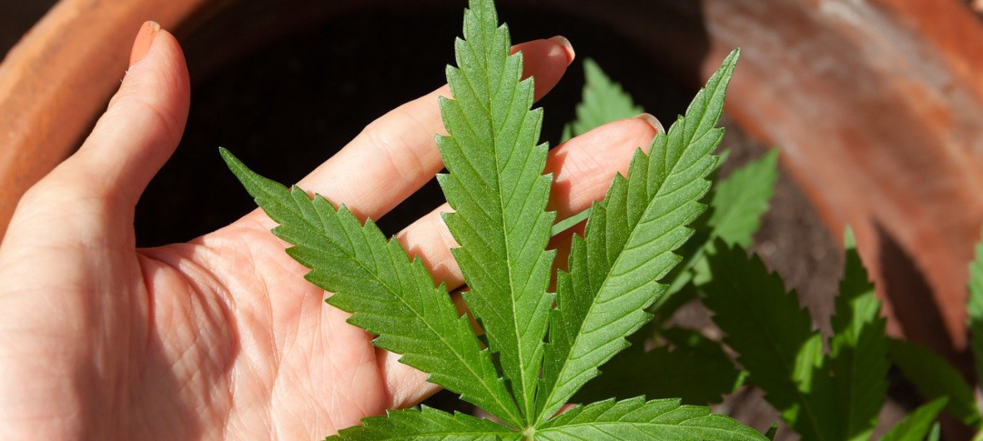 Evolve signs medical cannabis partnership